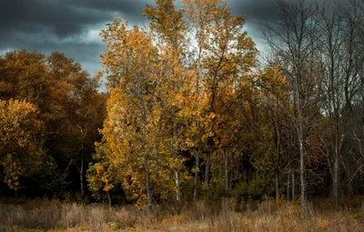 Лесной пейзаж Картина осенний лес Пейзаж осени Осенний пейзаж – заказать на  Ярмарке Мастеров – PH90ARU | Картины, Санкт-Петербург