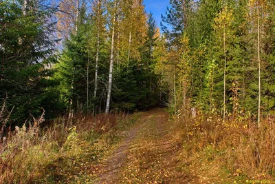 Картинки желтые листья скачать на рабочий стол, фотографии осенний лес