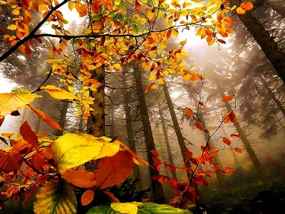 Осенний лес - 50 фото