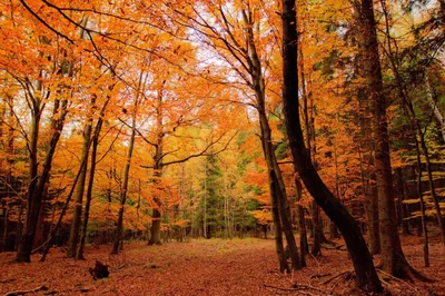Осенний лес скачать фото обои для рабочего стола (картинка 1 из 2)