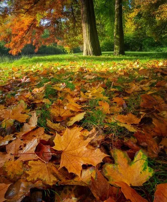 Осенние листья. Photographer Viktor Tulbanov