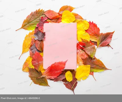 Джорджия О'Киф - Осенние листья, 1924, 41×51 см: Описание произведения |  Артхив