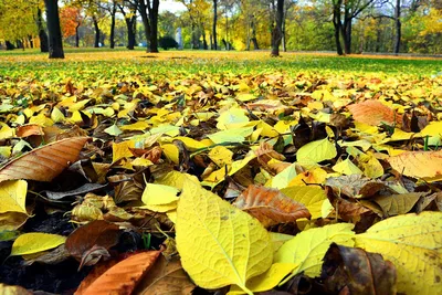 File:Populus tremula Осина Осенние листья.jpg - Wikimedia Commons