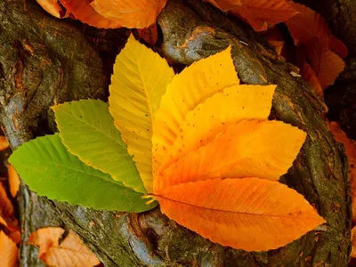 Увядающие осенние листья на белом фоне. Stock Photo | Adobe Stock