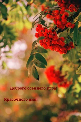 Доброе утро, Друзья!🍁🍁🍁 Чудесного осеннего дня! Красивое пожелание С  Добрым утром для Друзей - YouTube