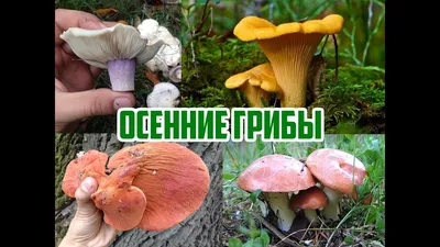 Осенние грибы — когда и какие пойдут, как отличить от опасных двойников