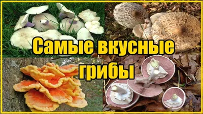 ВИДЫ ОСЕННИХ ГРИБОВ / ГДЕ И КАК СОБИРАТЬ - YouTube