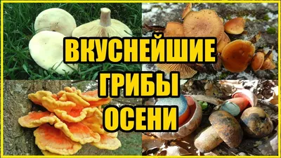 Панно из осенних грибов, листьев, …» — создано в Шедевруме