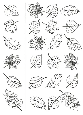 Раскраска осенние листья. Распечатать картинки осенний букет из листьев.