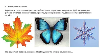 Осевая симметрия в природе (44 фото) - 44 фото