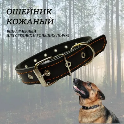 Кожаный ошейник для больших и средних собак «War of the Vikings» - C13