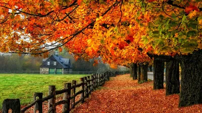 Золотая осень | Android wallpaper fall, Fall pictures, Beautiful nature