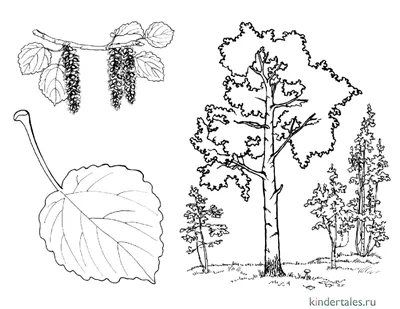Раскраска Осина распечатать бесплатно в формате А4 (5 картинок) |  