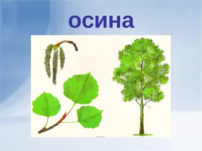 Купить Осина экстракт Вистерра, 90 капсул недорого в Москве