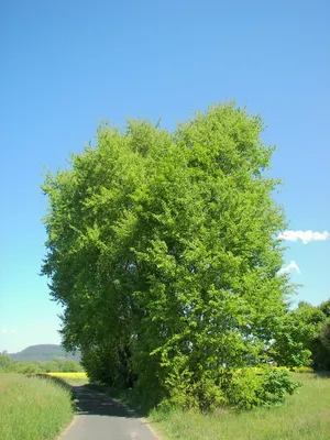Осина дерево листья (71 фото) »