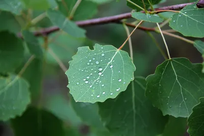 Осина – дерево и древесина – Populus tremula