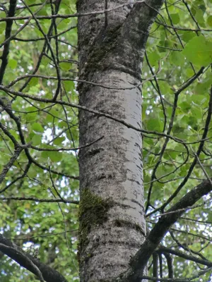Осина – дерево и древесина – Populus tremula