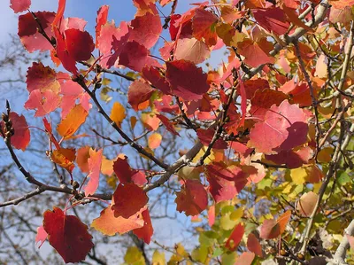Саженцы осины обыкновенной в Кишиневе, Populus tremula дерево в Молдове |  