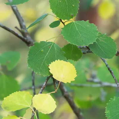 Осина (Populus tremula) - PictureThis