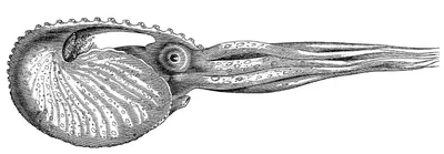 Детский рисунок осьминог (29 фото) » Рисунки для срисовки и не только
