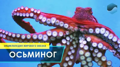 Как и сколько варить осьминога, чтобы он был сочным - Лайфхакер