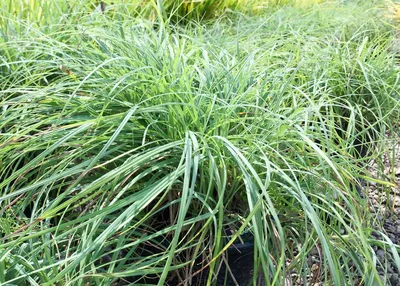 Осока сизая (Carex glauca) - Осока сизая - Осока - Декоративные травы - По  виду - Каталог - 