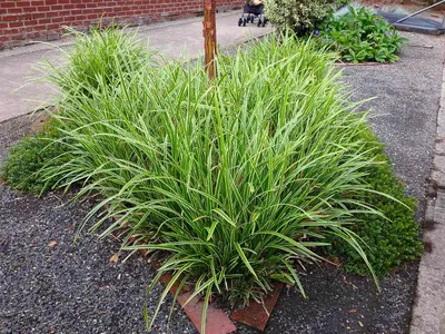 Осока Морроу 'Vanilla Ice' (Carex morrowii 'Vanilla Ice')