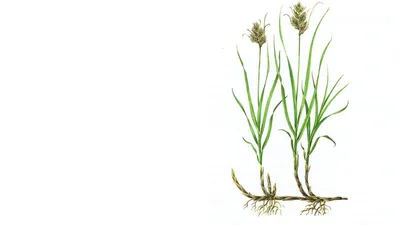 Осока Арнелла (Carex arnellii) С3 - Купить саженцы Осоки Арнелла в  интернет-магазине ТД Гридино. Большой выбор, низкие цены, с доставкой по  всей России.