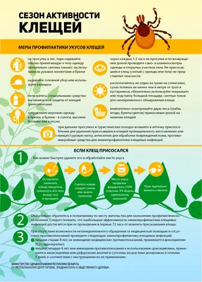 Осторожно клещи! - Официальный сайт муниципального образования город  Ломоносов