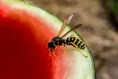 Общественные осы (Hymenoptera: Vespidae) Чувашии - The social wasps  (Hymenoptera: Vespidae) of the Chuvash Republic, Russia