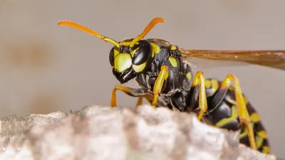 Оса рыжая (Vespula rufa) - Picture Insect