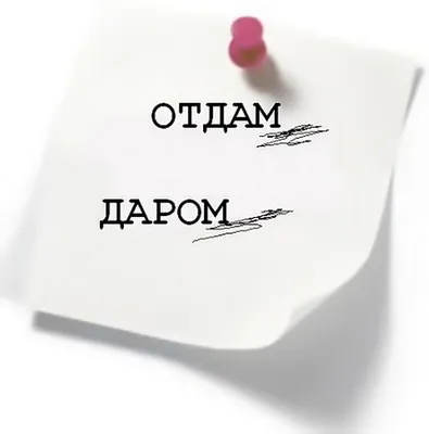 Отдам даром: что чаще всего россияне дарят в Интернете? - Моя газета | Моя  газета