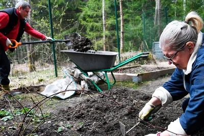 16 советов для экологичной дачи и здорового загородного отдыха | 