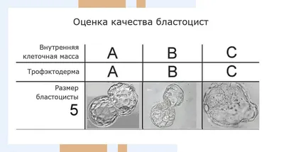 Развитие эмбриона по дням после ЭКО: стадии развития после переноса, рост,  таблицы норм