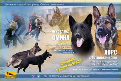 НЕМЕЦКАЯ ОВЧАРКА. Плюсы и минусы породы GERMAN SHEPHERD - YouTube