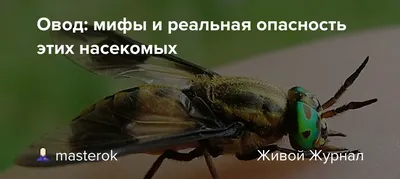 Овод» — создано в Шедевруме