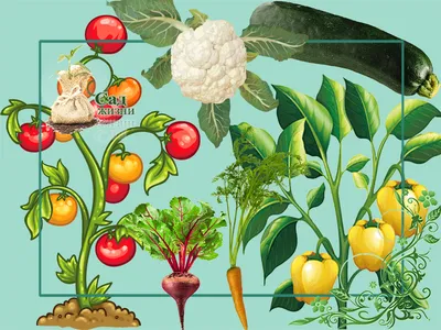Защищаем овощные культуры от вредителей