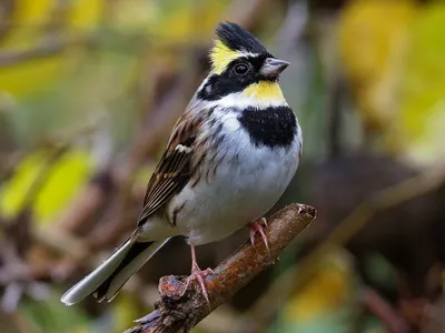 Голоса птиц Как поёт Овсянка обыкновенная Emberiza citrinella - YouTube