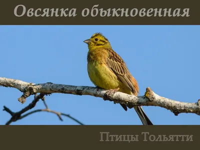 Овсянка-ремез (Ocyris rusticus). Птицы Европейской России.