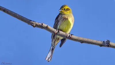 Желтогорлая овсянка - eBird