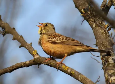 Овсянка садовая (Emberiza hortulana)