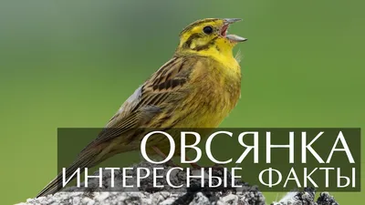 Овсянка обыкновенная Emberiza citrinella Yellowhammer