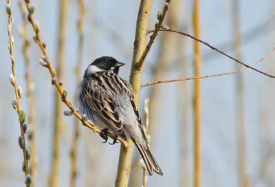 Masked Bunting - eBird