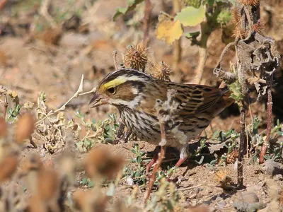 Обыкновенная овсянка (Emberiza citrinella). Птицы Европейской России.