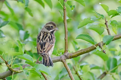 Yellowhammer / Обыкновенная овсянка / Вівсянка звичайна | Овсянка, Украина,  Птицы