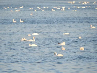 Призрачные окаменелые птицы на африканском минеральном озере - 