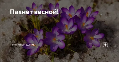 Чем пахнет весна? | Вечные вопросы | Вопрос-Ответ | Аргументы и Факты