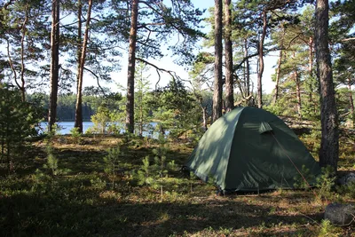 Палатка лес Изображения – скачать бесплатно на Freepik