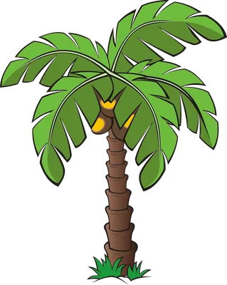 Банановая пальма рисунок - 64 фото