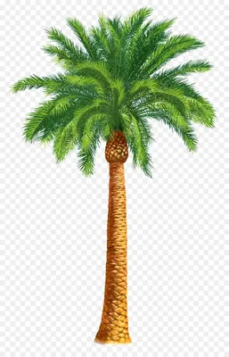 пальма картинки для детей - Поиск в Google | Palm tree png, Palm trees,  Trees to plant
